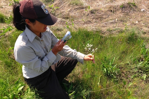 A woman in a U.S. Fish and Wildlife Service uniform kneeling down in a grassy area examining a small flowering plant