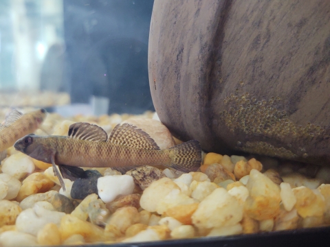 Male Johnny darter (fish) and female Johnny Darter. Small yellow eggs can be seen stuck to the side of a flower pot.