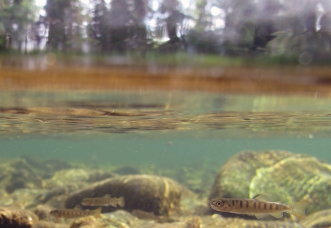 small fish school under water