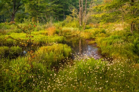 A bog surrounded by green vegetation with trees in the background.
