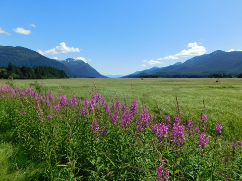 mountains with wetlands and fireweed in foreground