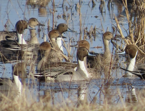 Brown, white, black ducks in water