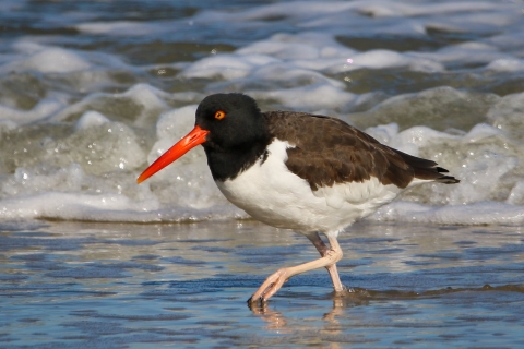 Black-headed brown and white shorebird with bright red-orange bill wading in ocean edge water