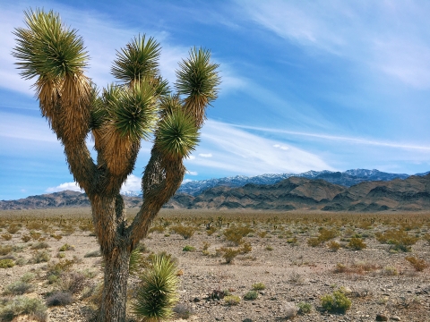 Joshua tree with mountains in the distance