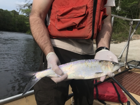 A man wearing a lifejacket while on a boat is holding a medium silvery white American shad fish