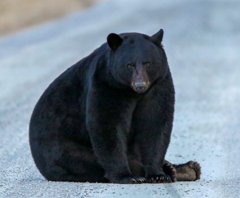 Large black bear sitting in the middle of the road