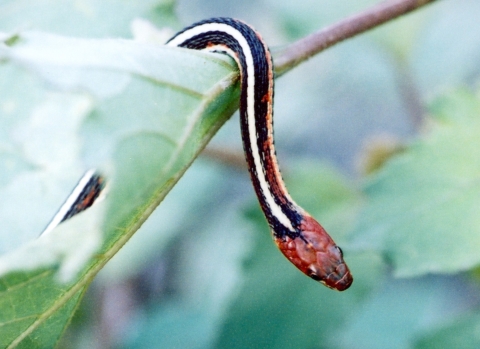 San Francisco garter snake hanging its head over a leaf