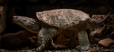 Common snapping turtle