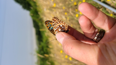 Small brown and orange butterfly