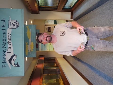 Edenton National Fish Hatchery staff member holding two young American alligators in our public aquarium