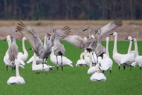 Tall sandhill cranes intermingle with white tundra swans