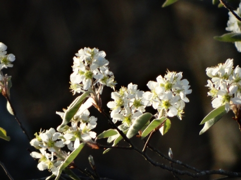 close up on white flower blossoms