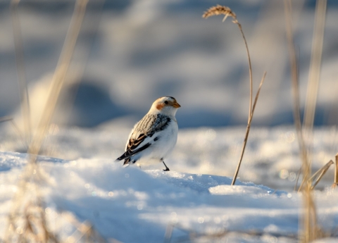 a white and black bird in the snow