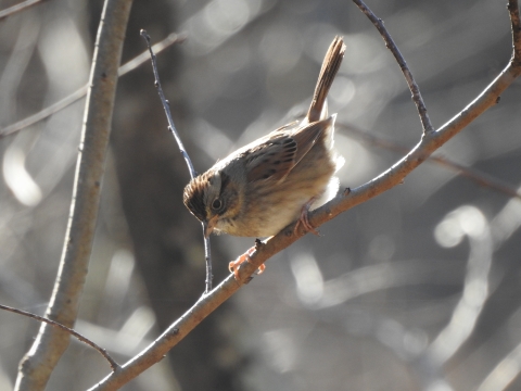 Swamp sparrow perching on a pale branch. The bird is leaning forward with its tail pointed upright.