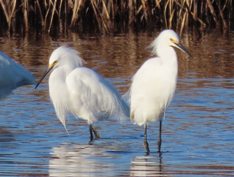 Two white snowy egrets standing in water