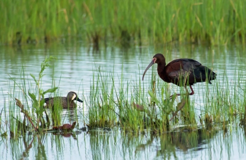 White Faced Ibis and Blue Wing Teal