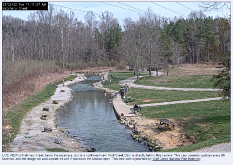 Hatchery Creek Webcam 