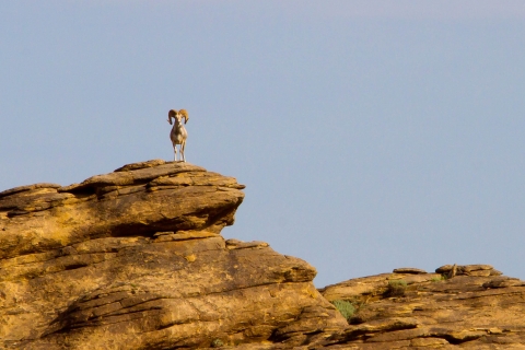 Argali