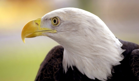 Bald Eagle at 2000 Oak Ridge Federal Building