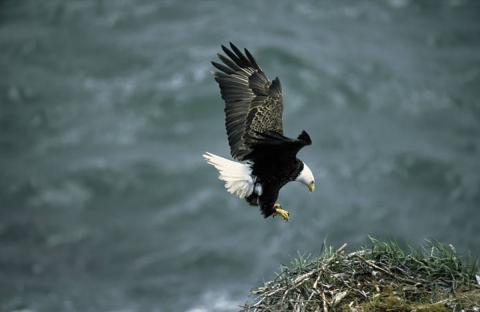 Eagles Across America  U.S. Fish & Wildlife Service