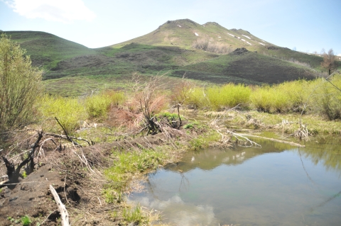 A beaver dam is on the foreground and a mountain with a few patches of snow are in the background