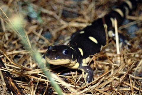 A California tiger salamander on top of dead grass looks toward the camera