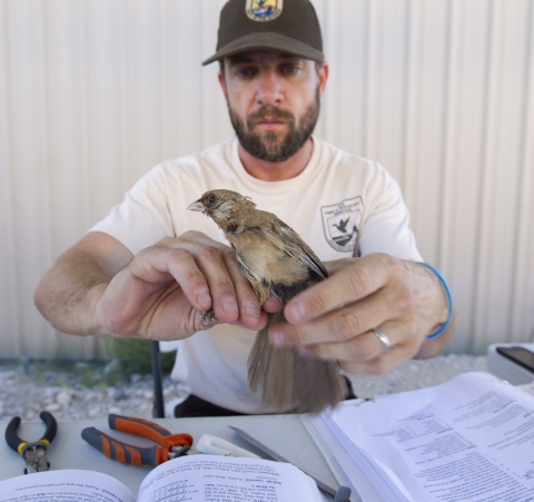 male biologist holding a migratory bird