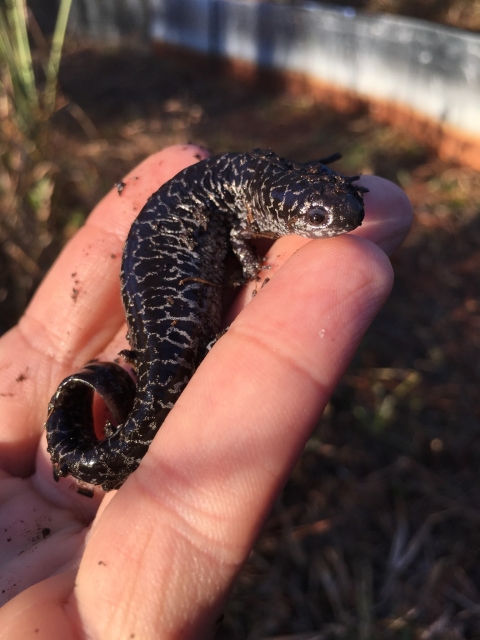 Frosted flatwoods salamander at the St. Marks National Wildlife Refuge