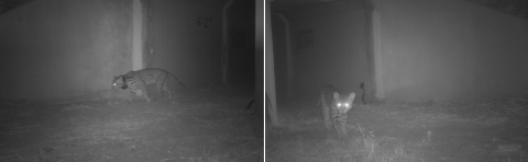 2 b&w photos show tagged cat exiting underpass and in last, looking at camera