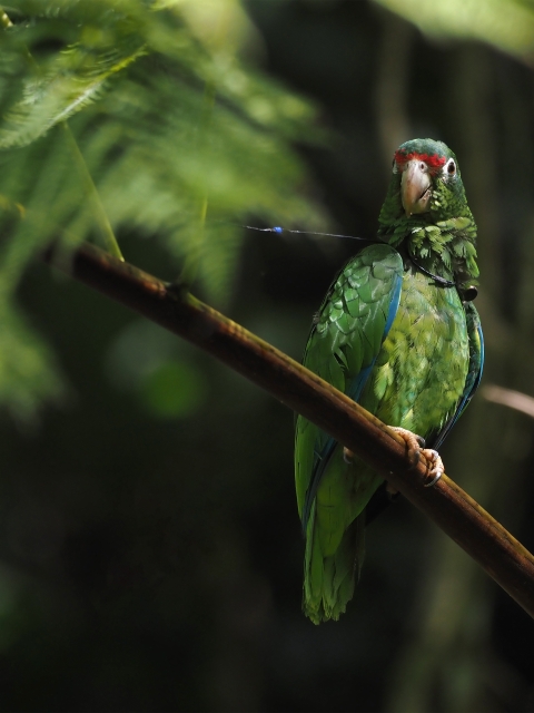 A green, blue, red Puerto Rican sunbathing while perched.