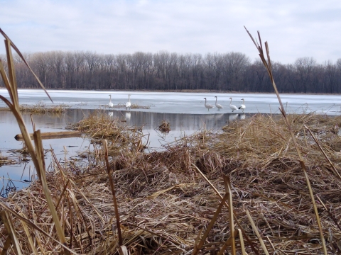 Six trumpeter swans stand on ice edge near open water