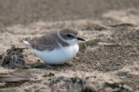 Western snowy plover 