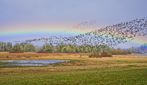 A rainbow over a wetland and green field with dozens of birds flying by