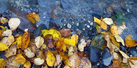 fall leaves at the edge of the water