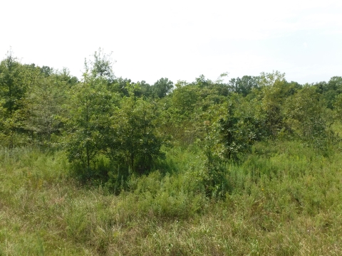 dense forest of green trees