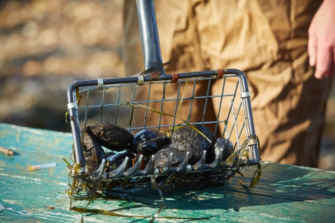 Mussels in net