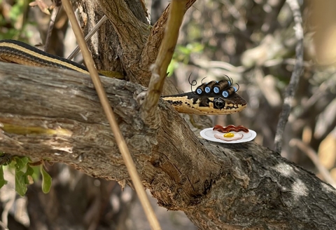 A photo of an Alameda whipsnake with drawn on hair curlers and a plate of bacon and eggs.