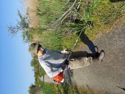 A person wearing a hat and face mask and using a weed cutting tool