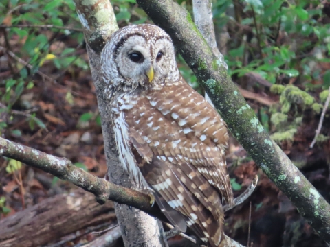 Brown & white owl sitting in a tree