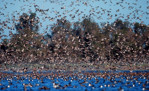 large flock of pintail ducks flying in air and on water. trees in background. water in foreground