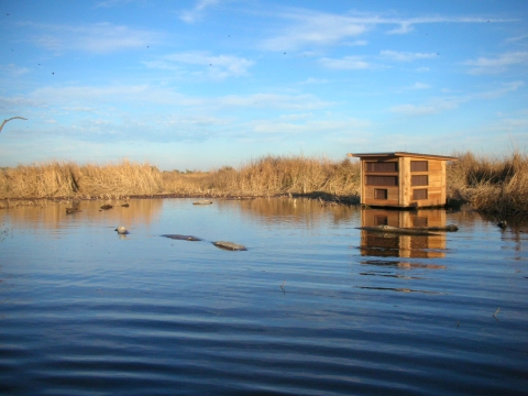 photo blind standing in water with tule reeds in background