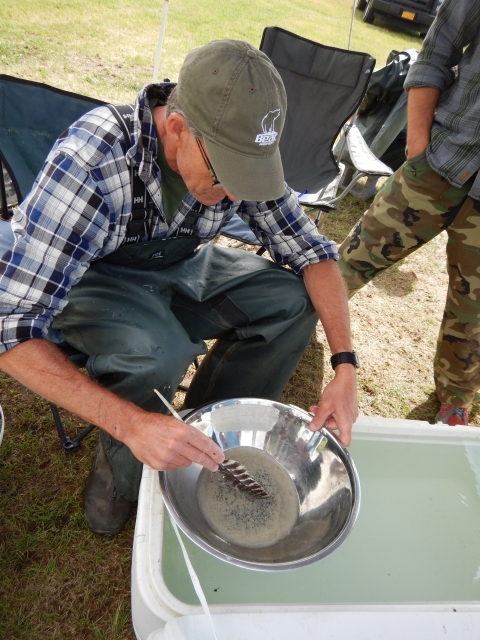 a bowl filled with small round fish eggs in a brown-grey liquid. a hand is seen, stirring the eggs with a large stripped feather. 