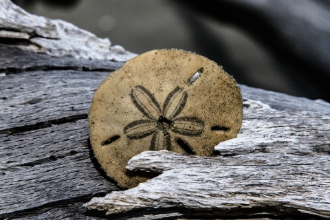 Sand dollar on driftwood