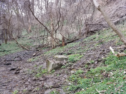 A wet area of ground in the forest