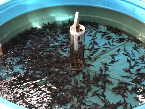 Many Lake Sturgeon fingerlings swim in a large blue tank. 