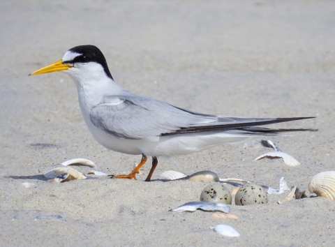 A small tern with two eggs on a beach