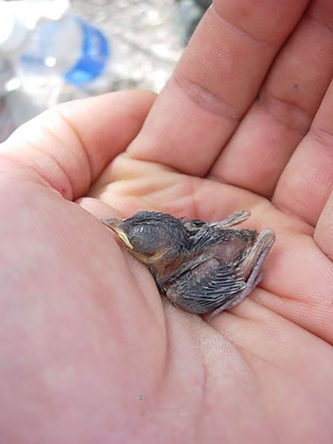 Hand holding a baby bird.