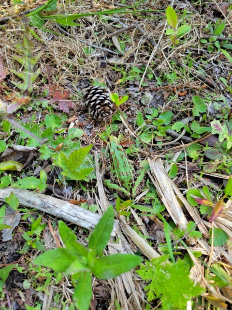 Green frog with black spots camouflaged on forest floor