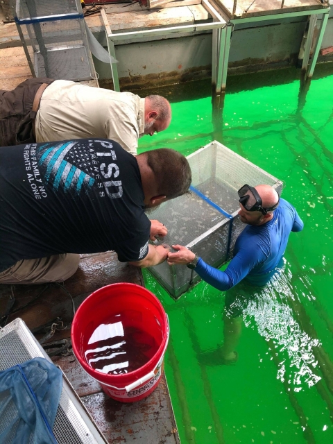 Hatchery staff installing freshwater mussel cages in Dale Hollow Lake