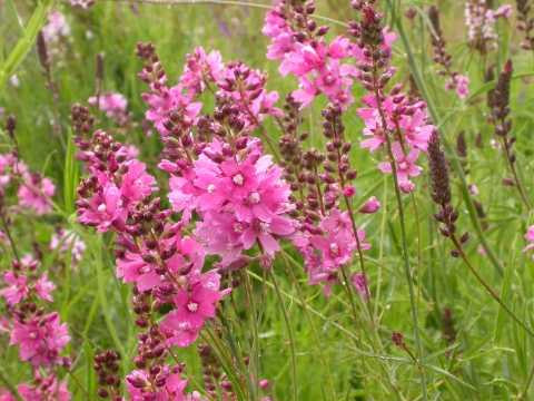 Pink Nelson's checker-mallow flowers blooming in a field